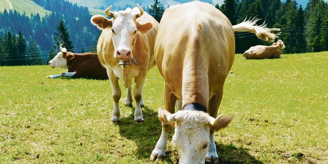 Auch die Kühe gehören zum Inventar.(Bild pf)