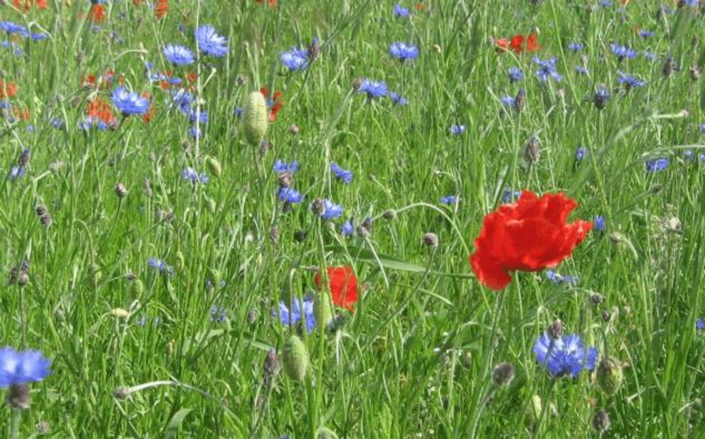 Ein Beispiel für geförderte Projekte sind Trockenwiesen. Diese werden systematisch vor der Verbuschung bewahrt. (Bild FLS)