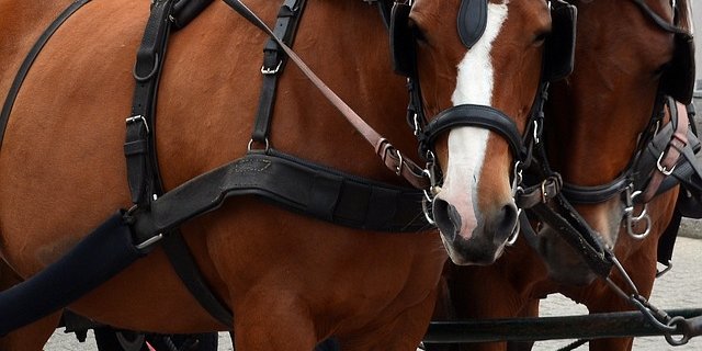 Kutschen zu ziehen ist Schwerarbeit für die Pferde – und kann im Sommer zur Tortur werden. (Bild Pixabay)