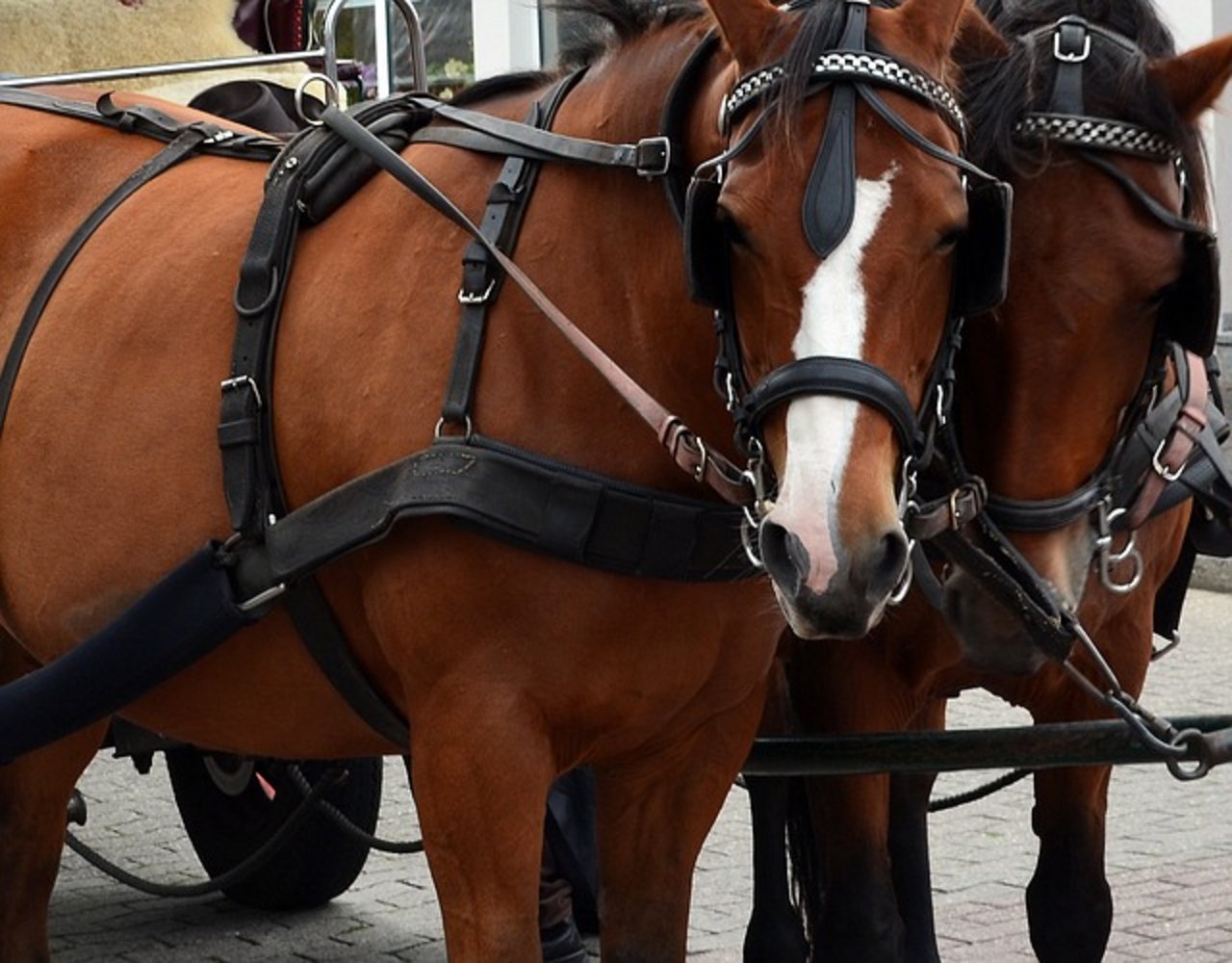 Kutschen zu ziehen ist Schwerarbeit für die Pferde – und kann im Sommer zur Tortur werden. (Bild Pixabay)