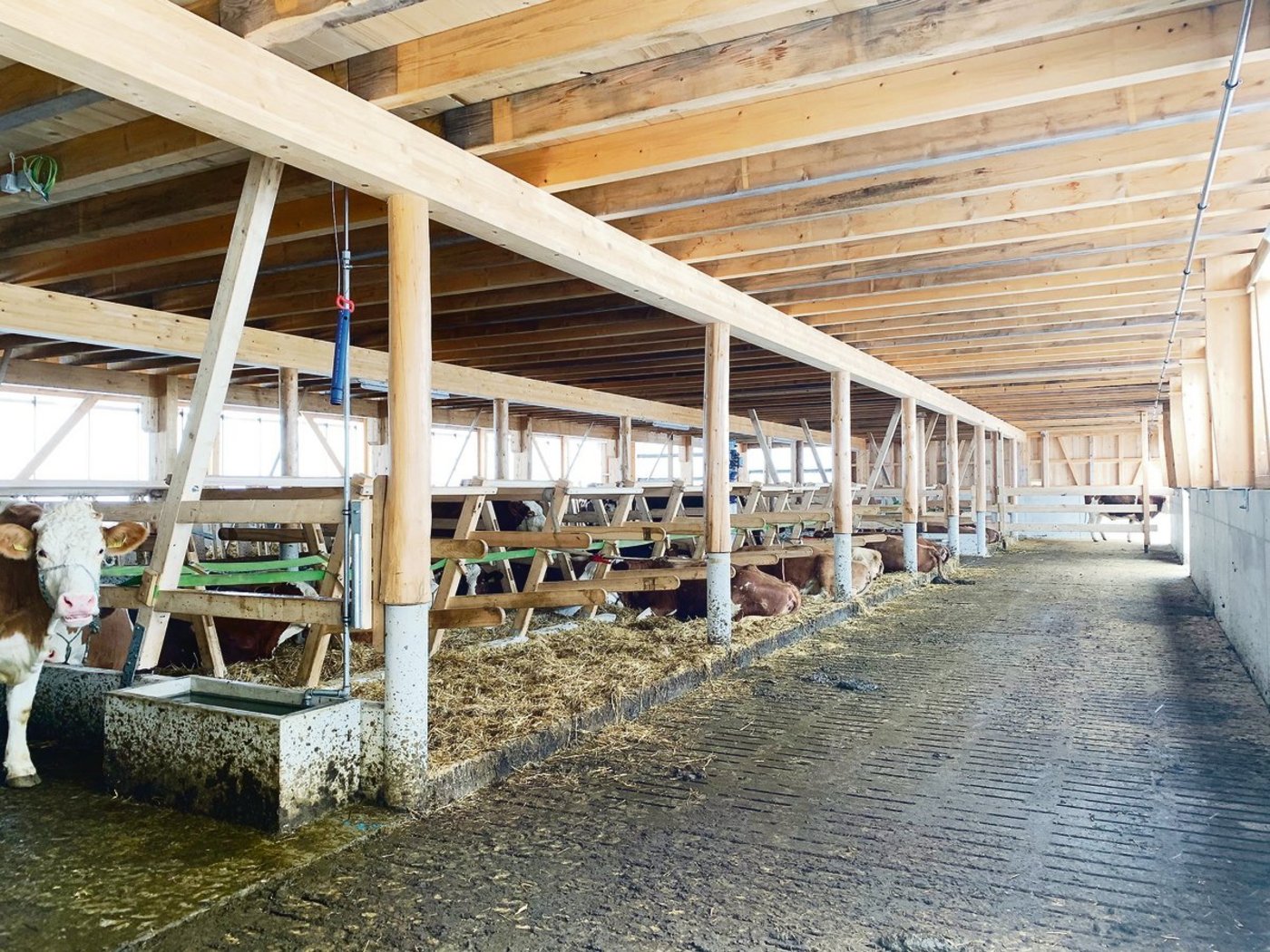 Laufgang und Liegeboxen mit Trennbügeln – aus Holz. 
