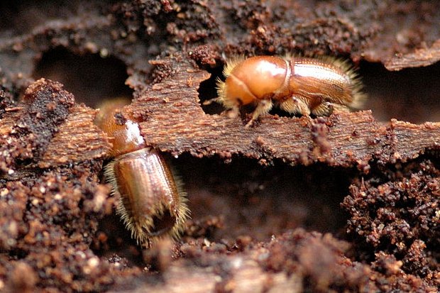 Noch nicht ausgefärbte Jungkäfer unter der Rinde. (Bild: James K. Lindsey)