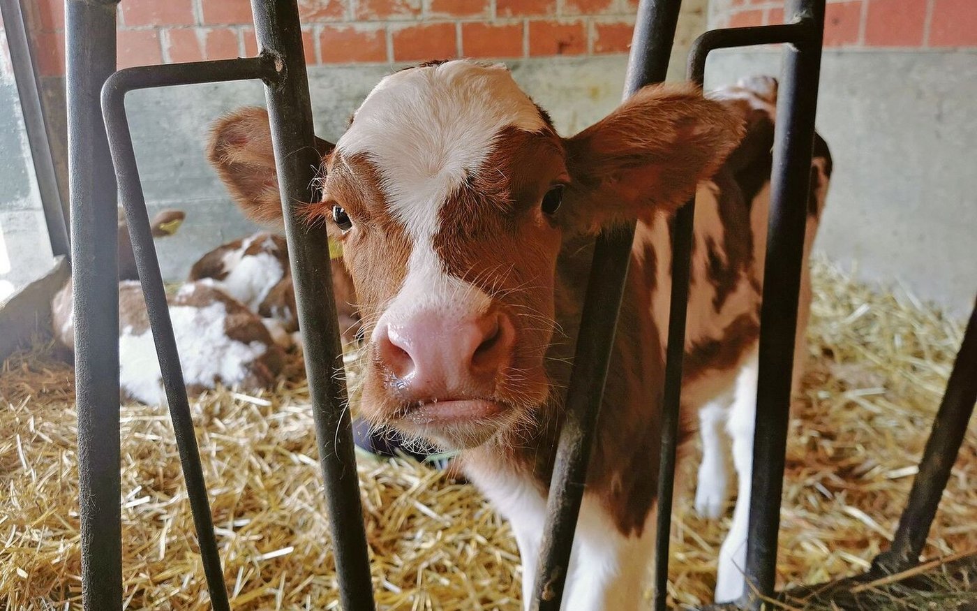 Es gibt unterschiedliche Ansätze, wie die Gesunderhaltung eines Kalbes trotz Transporten sichergestellt werden kann. Die Schweiz, Deutschland und die USA lösen es unterschiedlich.  