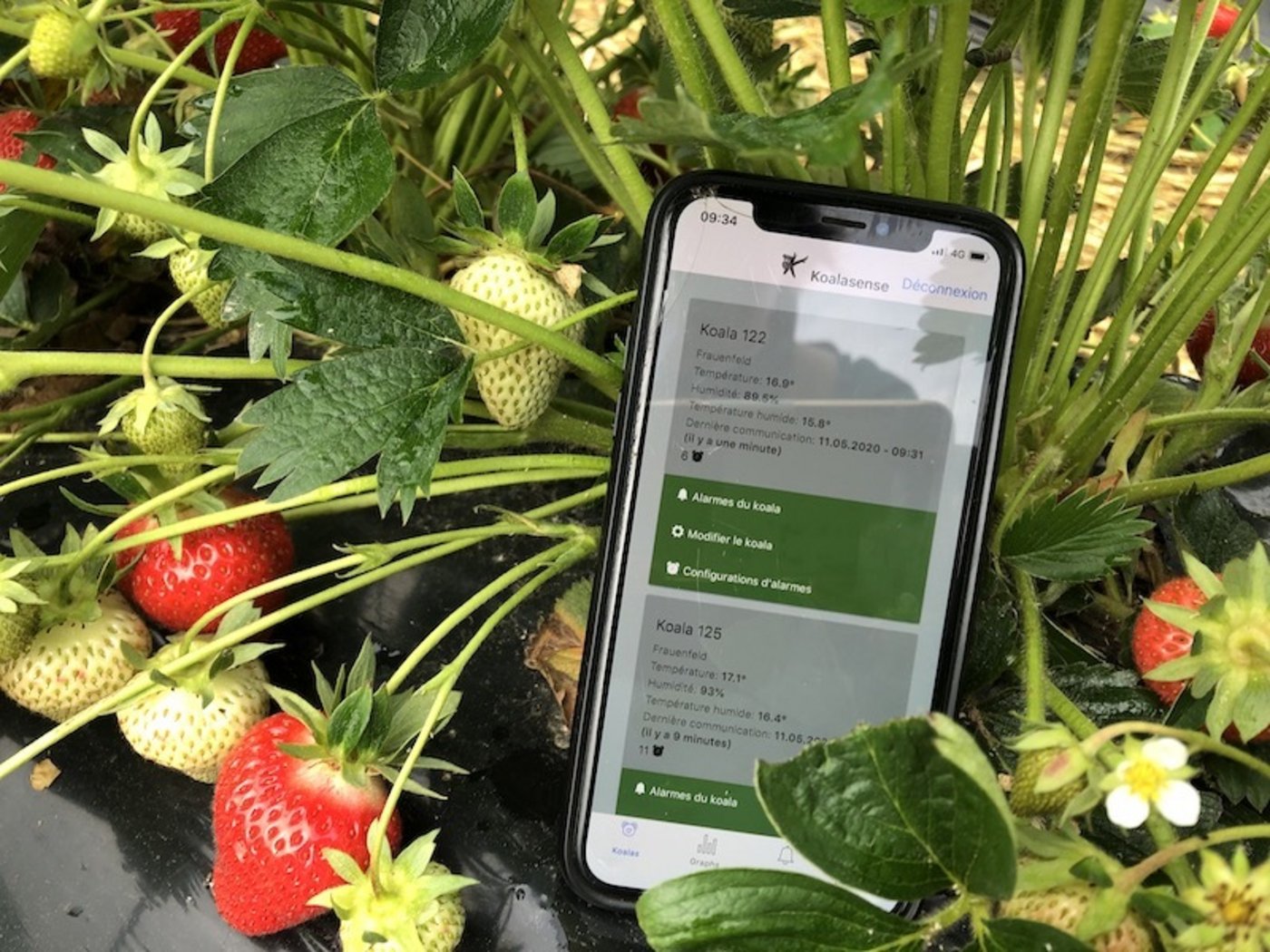 Via Sensor auf dem Feld und App auf dem Smartphone wird Michael Büchi bei Bodenfrost gewarnt.