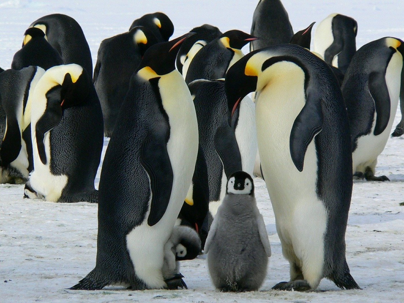 Der Klimawandel bedroht die Kaiserpinguine mit dem Aussterben. (Bild Pixabay)