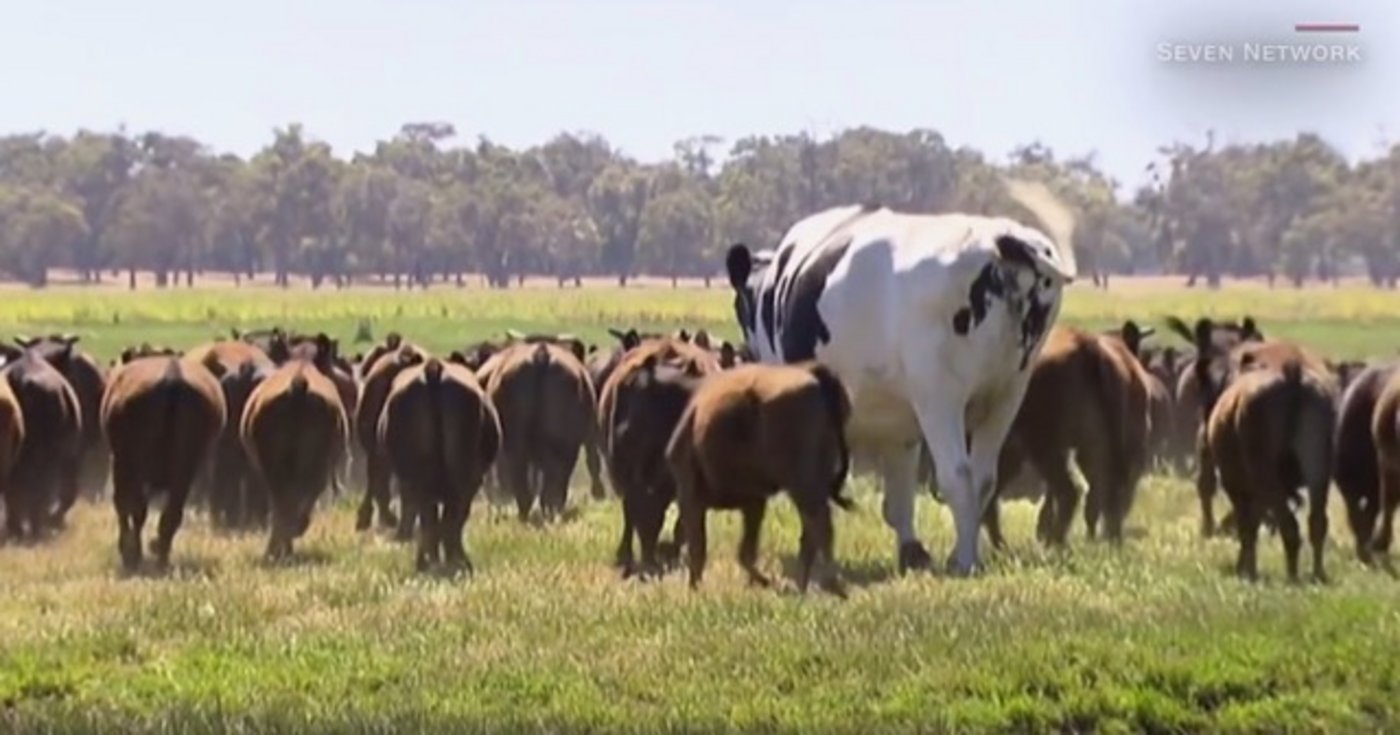 Sieht nach Photoshop aus, ist aber Realität: Knickers ist auf den ersten Blick fast doppelt so gross wie seine Artgenossen. (Bild Screenshot WKRG/Youtube)