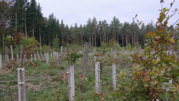 Die Annahme der Motion in der Urek-N stimme positiv, dass der Wald für die Herausforderungen der Zukunft fit gemacht werden kann, heisst es bei Wald Schweiz. (Bild WaldSchweiz/Douard) 