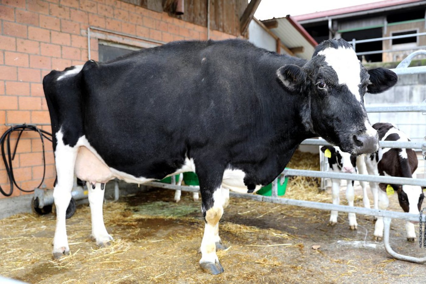 Kurz nachdem sie die 200'000kg-Marke erreicht hatte, ist Haiti gestorben. (Bild zVg)