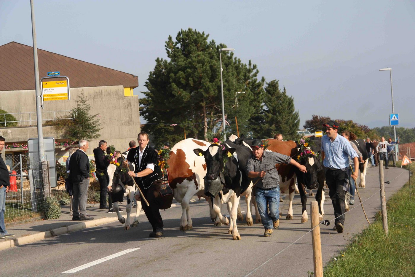 Die Tiere wollen in den heimischen Stall und zwar schnell. Einige der Züchterfamilien, wie hier Christian Burkhalter, zügelten ihre Kühe zu Fuss ab. 