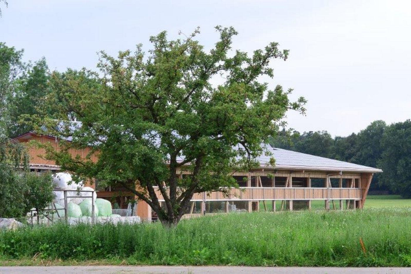 Der neu bezogene Stall. Der grosse, lichtdurchflutete und freistehende Holzbau bietet für knapp 600 Lämmer Platz.