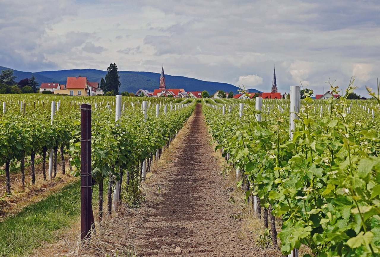 Weinbau in der Pfalz (Deutschland). (Bild Pixabay)