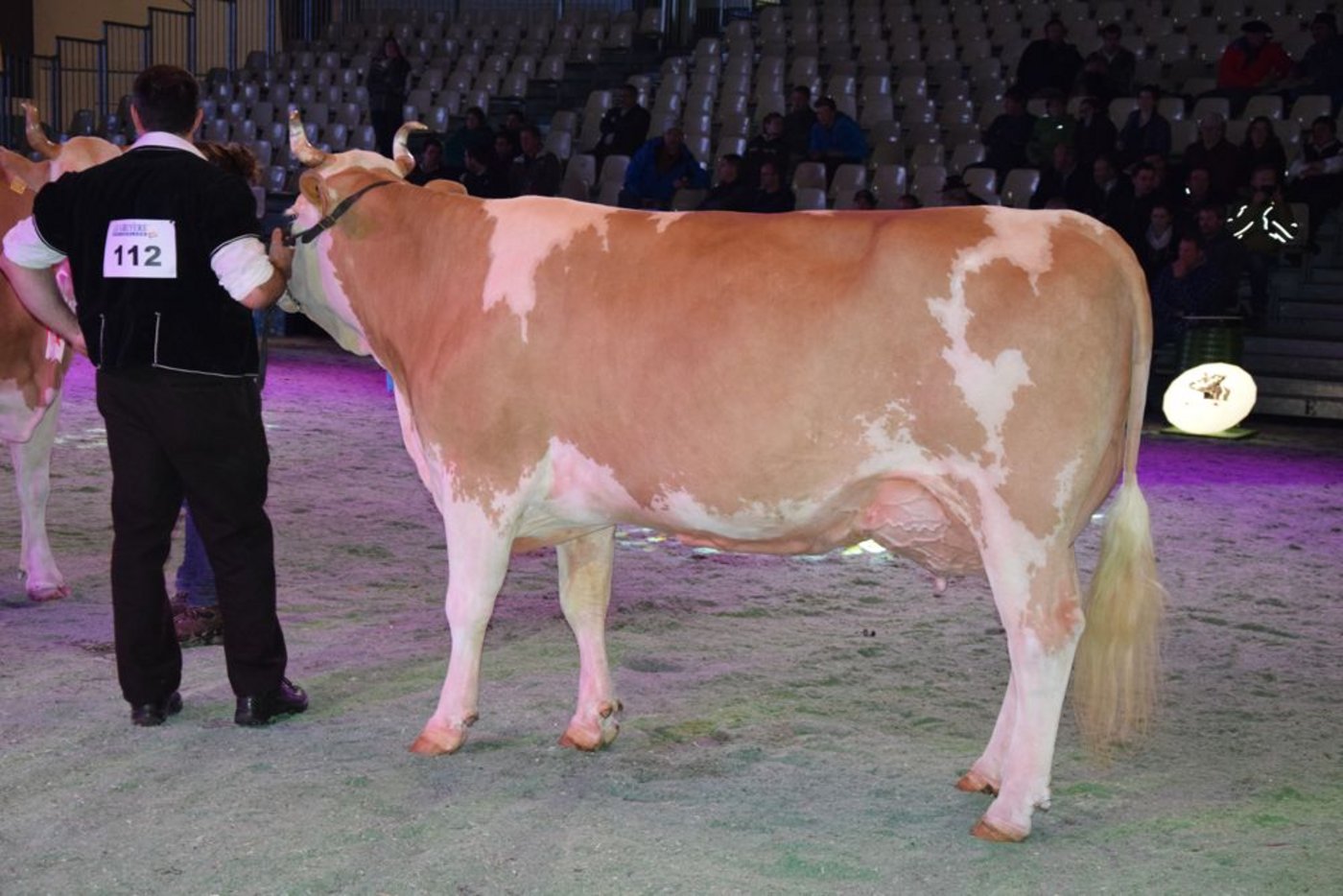 Reserve-Grand-Champion:  Amarone Vreni, Ueli Schärz, Aeschi BE.