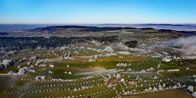 Eine Hochstammlandschaft bei Hildisrieden im frostigen Winterkleid. (Bild zVg)