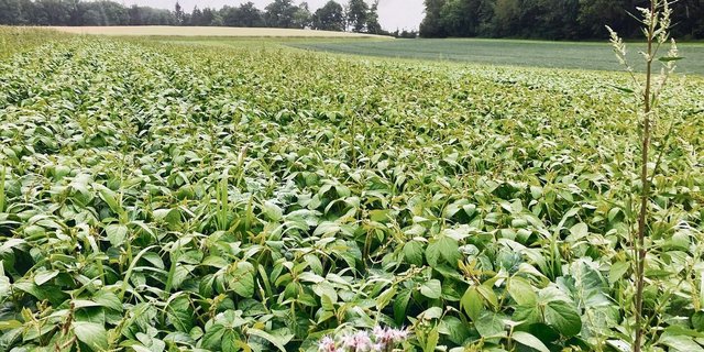 Als Körnerleguminose kann Soja mithilfe von Knöllchenbakterien Luftstickstoff binden und diesen für die Nachfolgekultur verfügbar machen. 