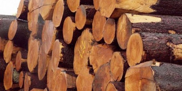 Die Einfuhr von Holz- und Papierprodukten aus illegalem Einschlag ist in der Schweiz nicht verboten. (Bild: lid)