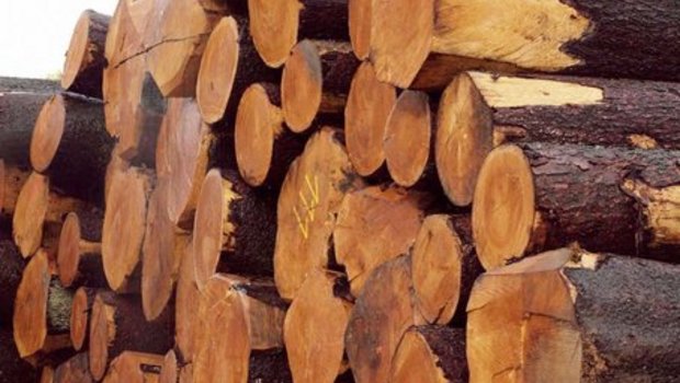 Die Einfuhr von Holz- und Papierprodukten aus illegalem Einschlag ist in der Schweiz nicht verboten. (Bild: lid)