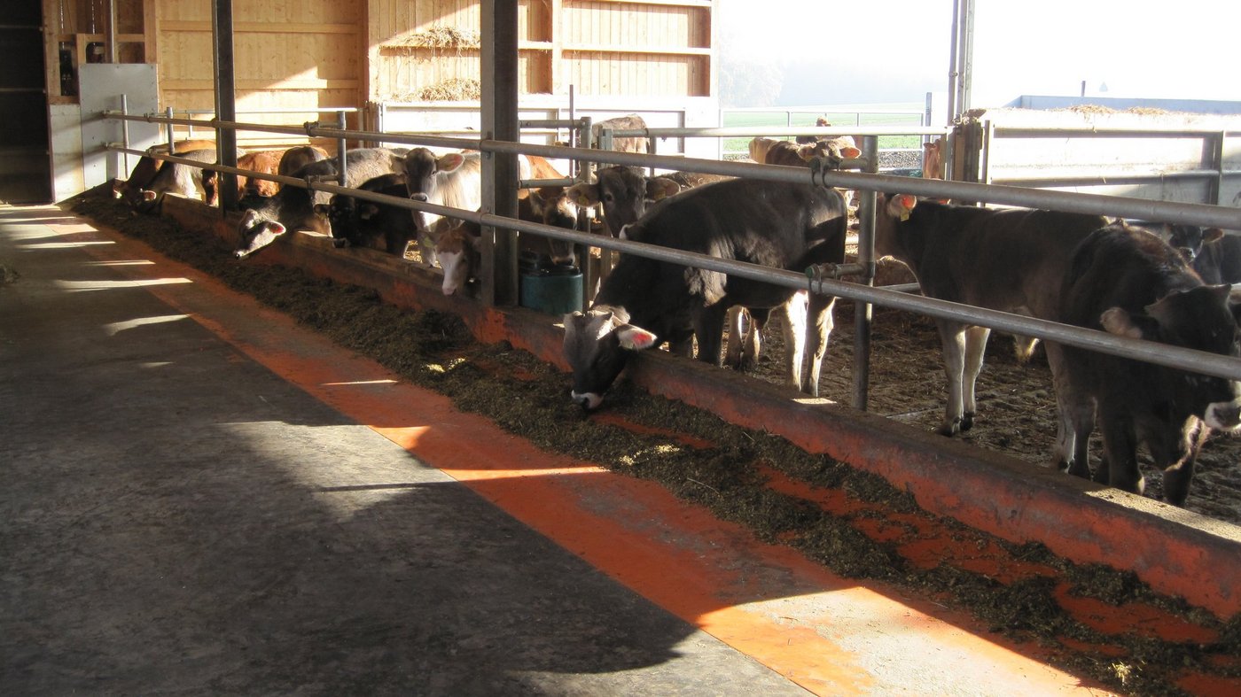 Familie Widmers Offenfrontstall für Masttiere mit Spaltenboden im Fress- und Auslaufbereich und Tiefstroh im Liegebereich. An einer Bauexkursion werden verschiedenste Ställe besichtigt. (Bild Anton Moser)