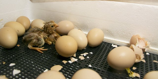 Bislang entschied das Geschlecht der Küken aus der Legehennenzucht über ihr Schicksal. Das soll sich zukünftig ändern. Aber wie? (Bild Alexandra Proshina)