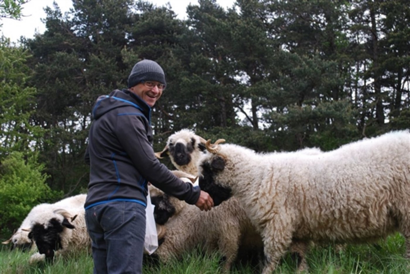 Alwin Meichtry mit seinen Schwarznasenschafen. (Bild Julia Overney)
