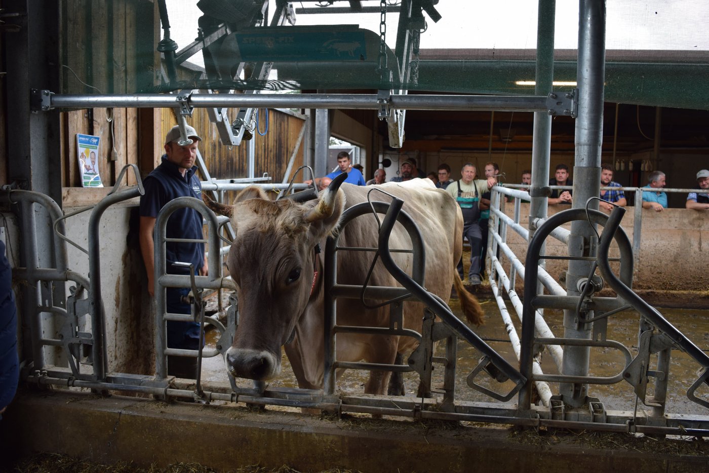 Sobald die Kuh im Fressgitter ist, kann der Klauenstand heruntergelassen und mit der Klauenpflege begonnen werden.