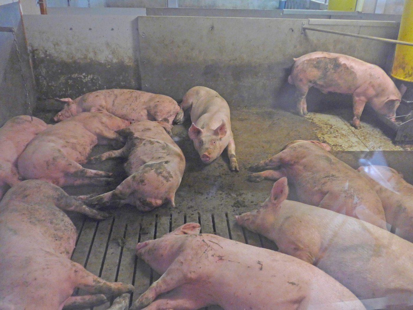 Eine Gruppe von Masttieren in unstrukturierten Buchsen mit zwei Ketten als Beschäftigungsmaterial. 