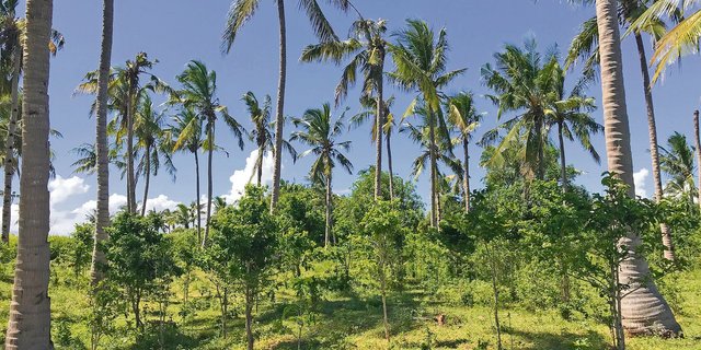 Kaffeeplantage unter Kokospalmen – ein Beispiel für eine Mischkultur. (Bild Hélène Besson)