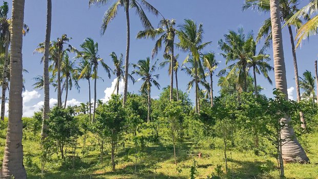 Kaffeeplantage unter Kokospalmen – ein Beispiel für eine Mischkultur. (Bild Hélène Besson)