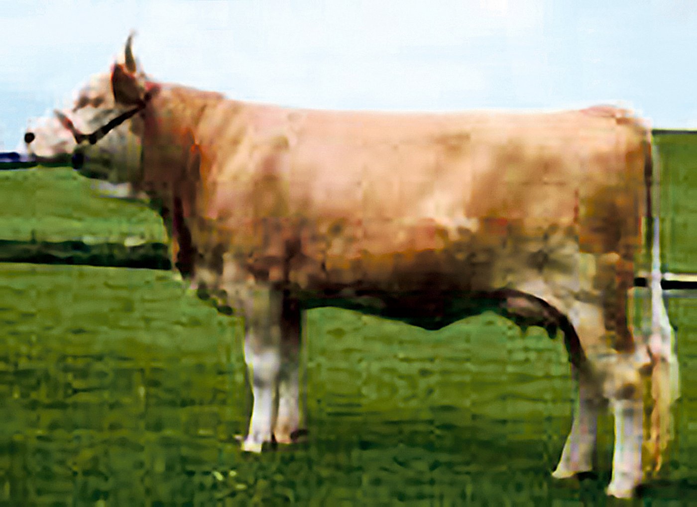 Kanis Floquine von Gilbert Christen aus Yverdon war eine bekannte Kanis-Tochter und Schaukuh. (Bild Swissherdbook)