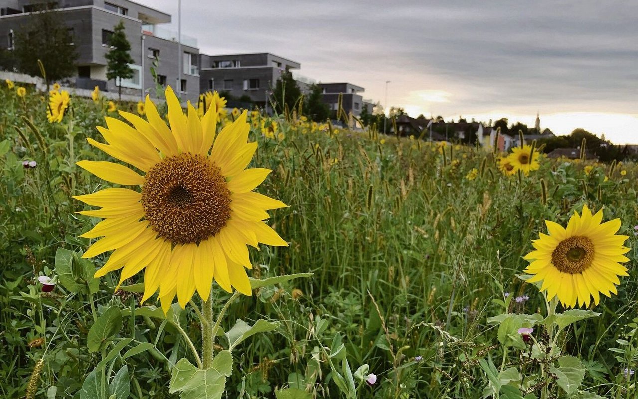 Sonnenblumen passen z. B. vor Zuckerrüben oder Mais. 