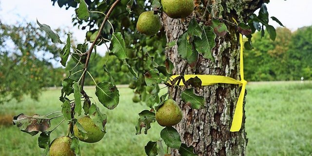 Markierung mit gelben Band soll Passanten einladen, Obst abzulesen (Bild Esslinger Zeitung) 