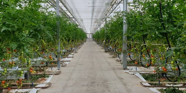 Die Gemüseproduzenten suchen nach alternativen Energieformen. (Symbolbild ji)