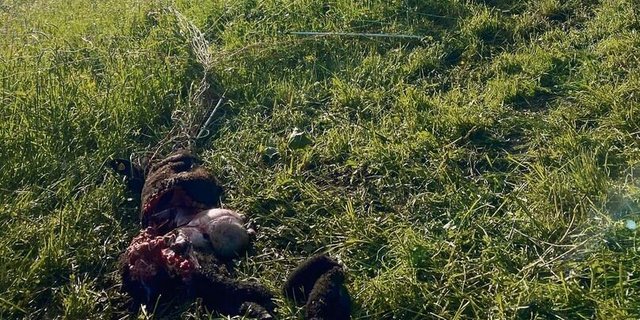 Unweit von Wohnhäusern und einem beliebten Wanderweg hat der Wolf in zwei Nächten in Folge zugeschlagen. 