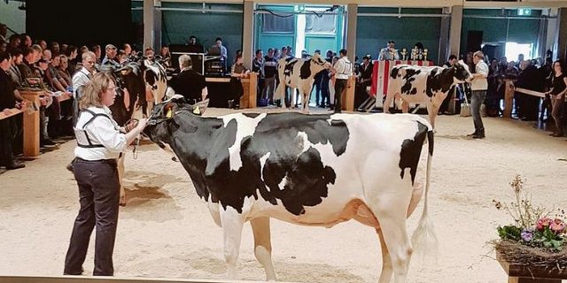 Mit Princess hat Therese Wyss-Brunner 2018 an der Junior Expo im Aargau und in Thun BE teilgenommen. (Bild zVg Therese Wyss-Brunner)