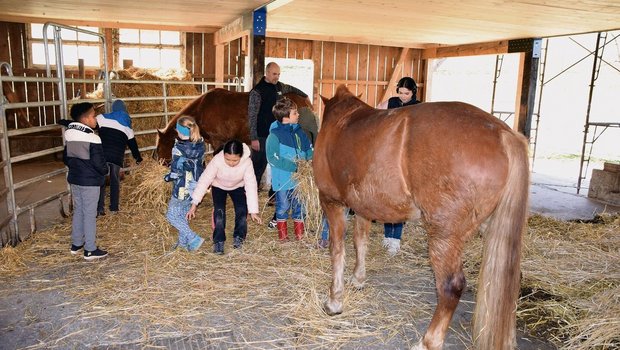 Mit «Schule auf dem Bauernhof» erhalten Schülerinnen und Schüler die Möglichkeit, während eines Hofbesuches in die Lebenswelt der Bauernfamilien einzutauchen. 