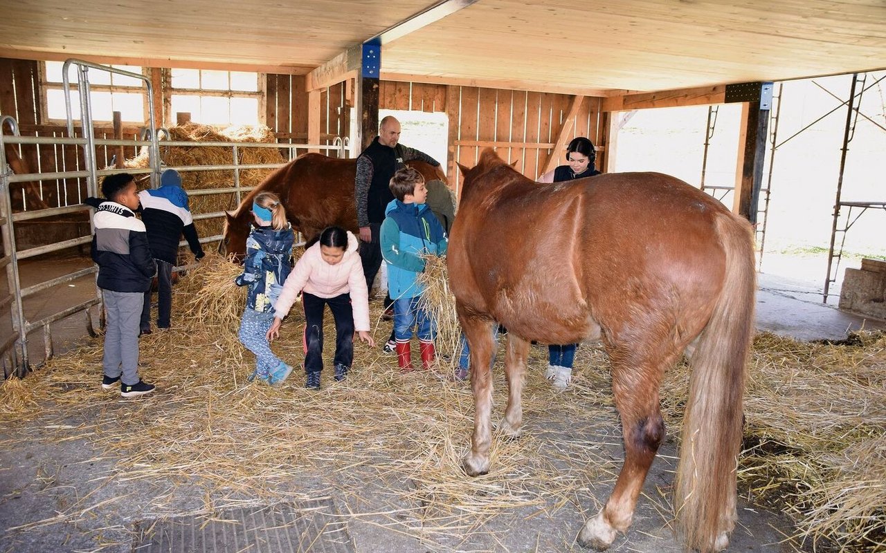 Mit «Schule auf dem Bauernhof» erhalten Schülerinnen und Schüler die Möglichkeit, während eines Hofbesuches in die Lebenswelt der Bauernfamilien einzutauchen. 