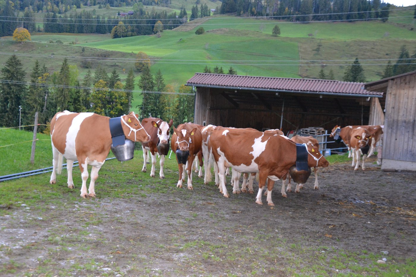 Die Kühe werden aus dem Stall getrieben, es kann losgehen.