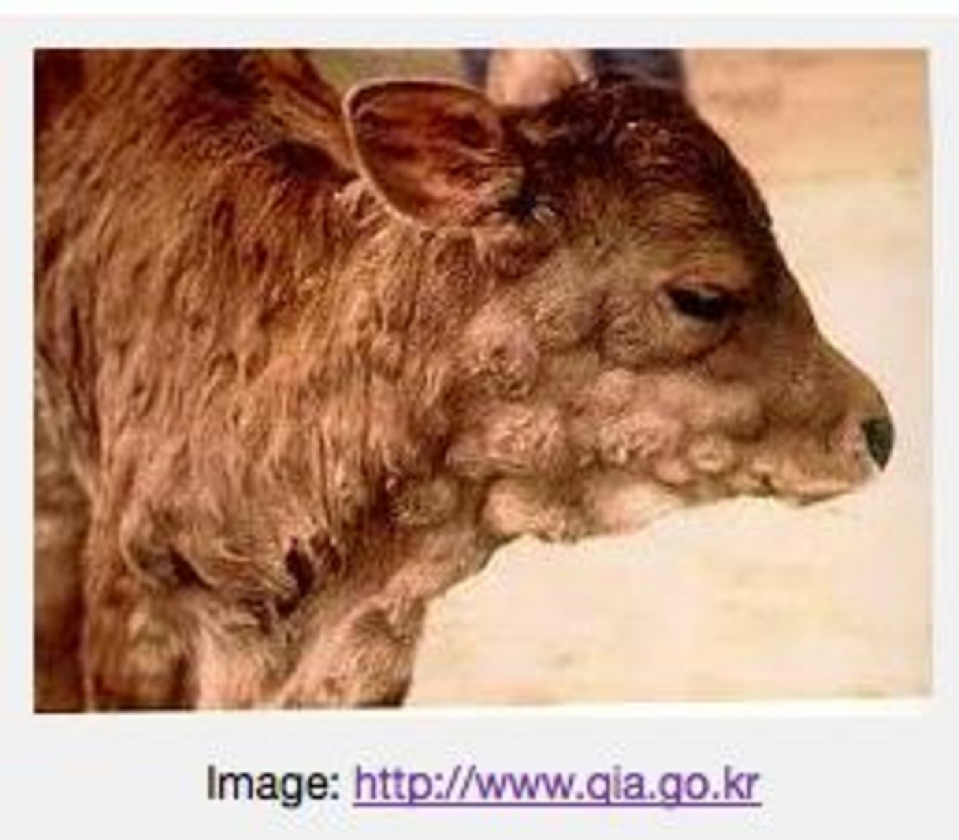 An den Tieren treten Buckel auf die später aufplatzen. (Bild Screenshot Young Farmers Club's Zimbabwe)