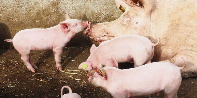 Die Ställe der IPS-Schweineproduzenten stehen. Einfach mehr Tiere auf der gleichen Fläche zu halten, gehe nicht. Den Produzenten fehlt die Planungssicherheit.   