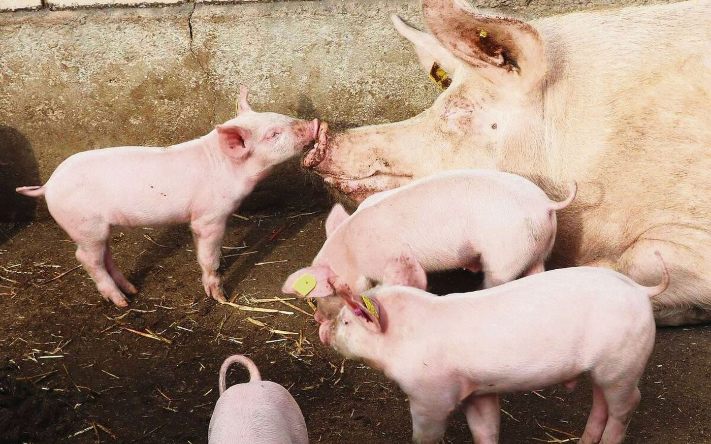 Die Ställe der IPS-Schweineproduzenten stehen. Einfach mehr Tiere auf der gleichen Fläche zu halten, gehe nicht. Den Produzenten fehlt die Planungssicherheit.   
