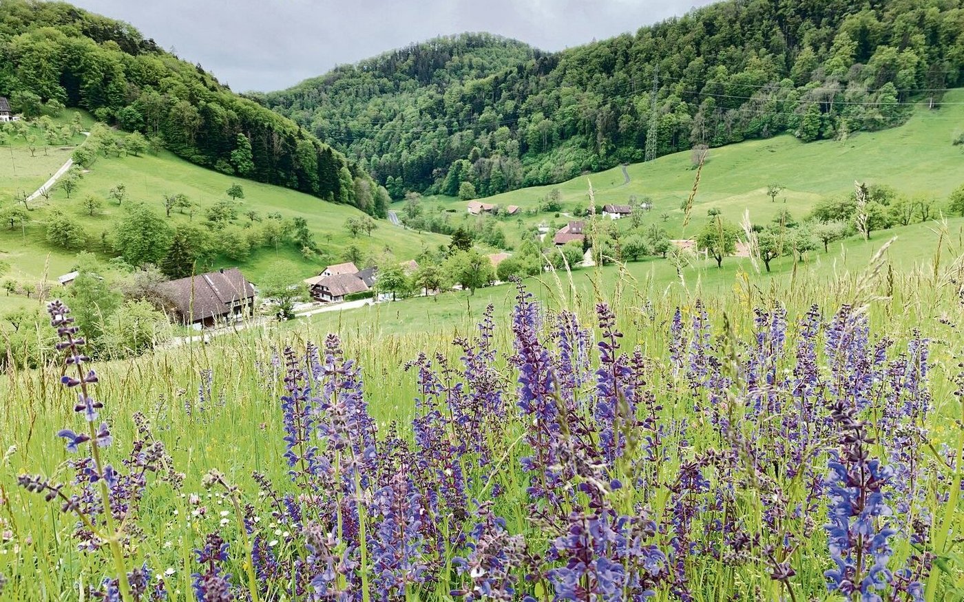 Ökofläche in der Landschaft: Künftig soll es zusammengelegte «regionalisierte Projekte zur Förderung der Biodiversität und Landschaftsqualität» geben. 