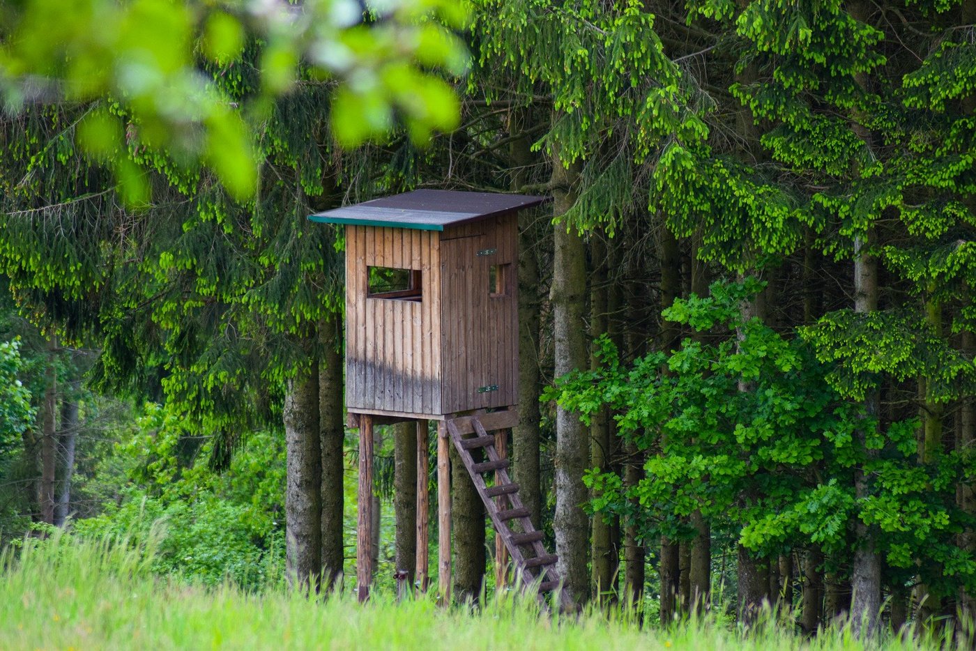 Das revidierte Jagdgesetz schaffe die Grundlagen für ein geordnetes Nebeneinander von Menschen und Grossraubtieren. (Bild annawaldl/pixabay)