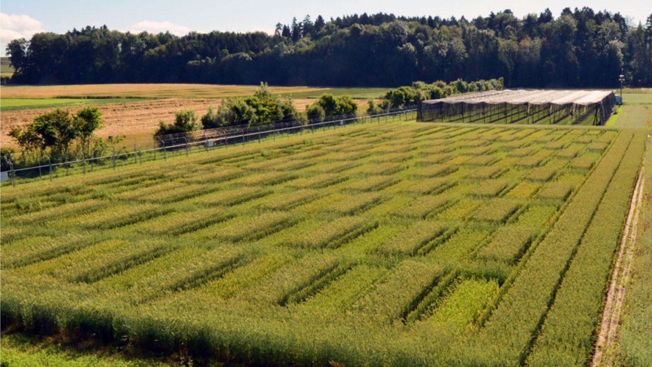 Die untersuchten Weizenlinien wurden in schachbrettartig angeordneten Parzellen angebaut. (Bild Mario Waldburger, Agroscope)