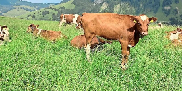 Auf Alpen sind Apenninschwingel verbreitet. Ihre Hybridformen sind üppiger als beide Elternarten (Raigras und Wiesenschwingel).