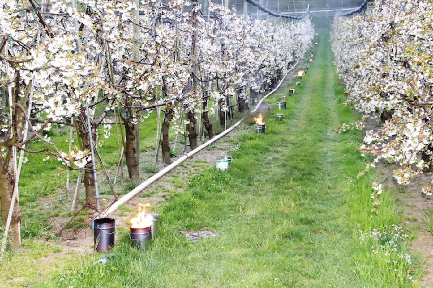 Mit Frostkerzen wird diese Steinobstkultur vor Kälte geschützt. (Bild RoMü)