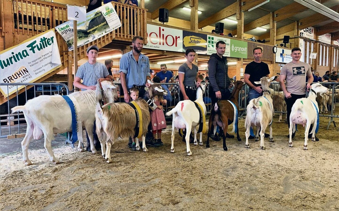Die Siegertiere der Togesa 2023: Der Mister, die beiden Schöneutersiegerinnen und die drei Missen. 