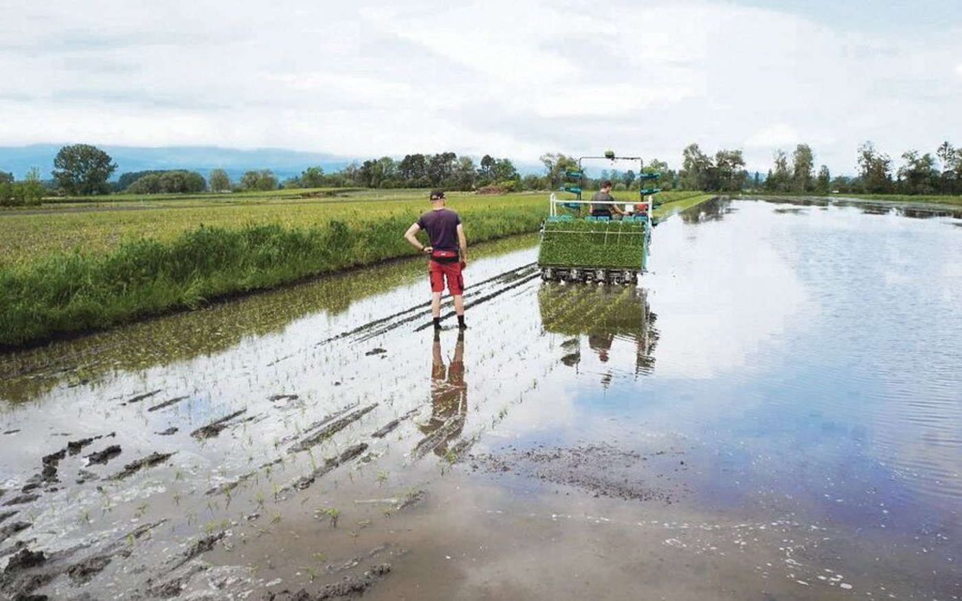 Ende Mai haben die Gebrüder Guillod in Kappelen auf drei Hektaren und im Vully-Gebiet auf sechs Hektaren Nassreis gepflanzt. Die Setzlinge wurden im Gewächshaus selbst gezogen. 