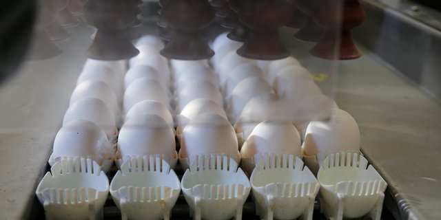 Auf Weihnachten und Ostern hin wird die Produktion erhöht. (Bild ji)