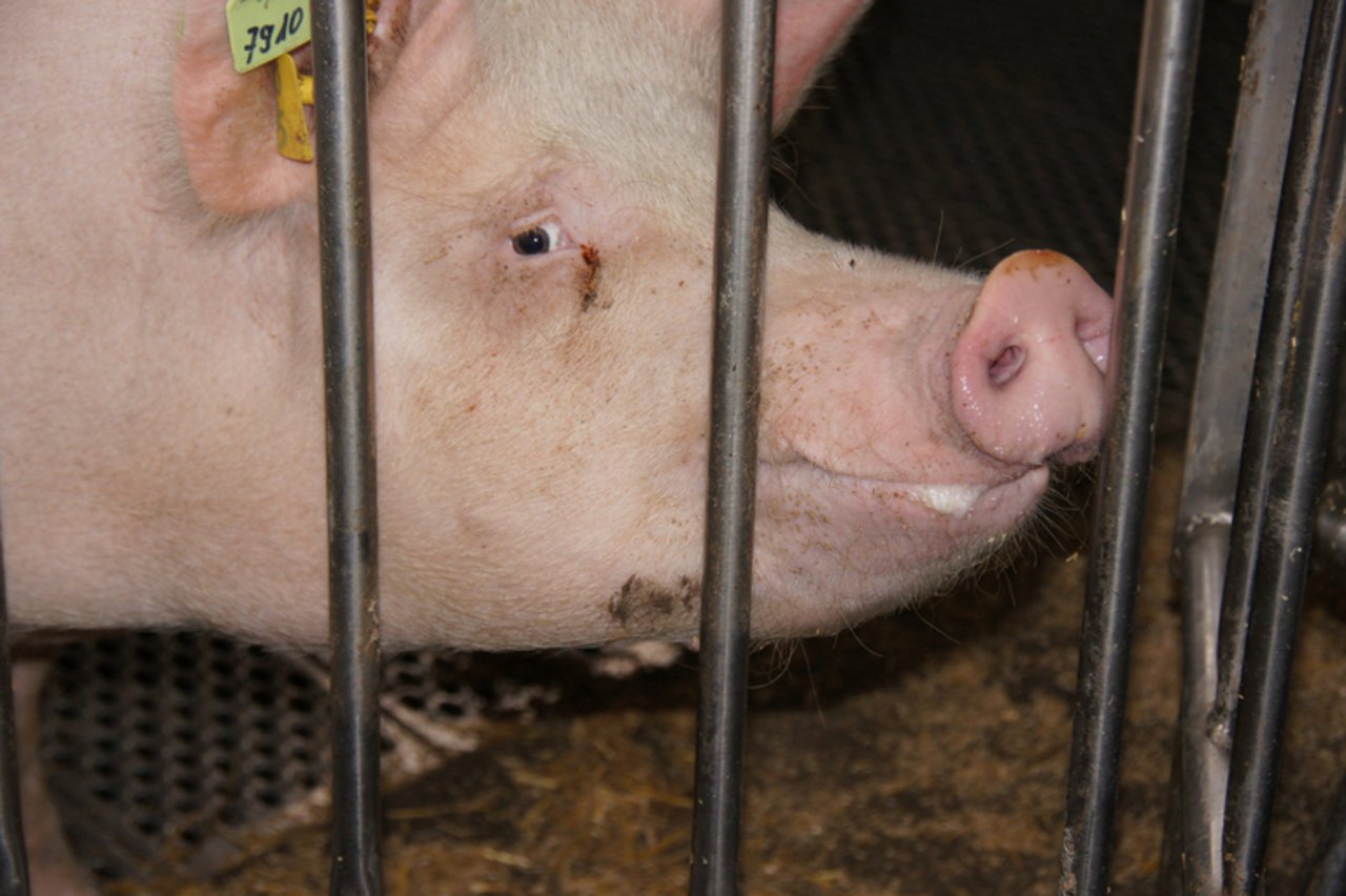 Die Umweltorganisation kritisiert die Schweinehaltung in Deutschland. (Bild zVg)