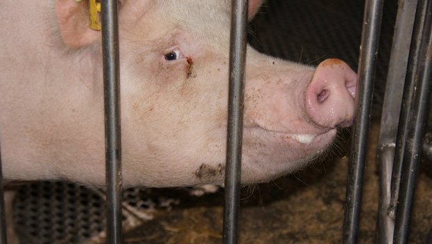 Die Umweltorganisation kritisiert die Schweinehaltung in Deutschland. (Bild zVg)