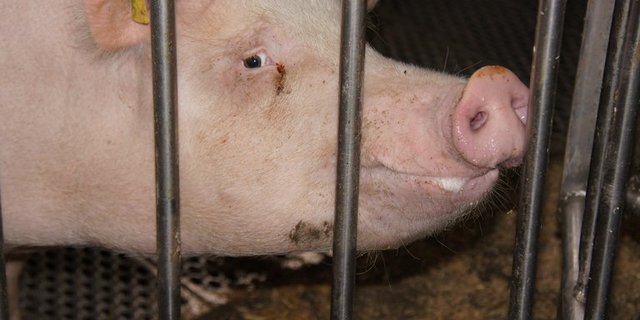 Die Umweltorganisation kritisiert die Schweinehaltung in Deutschland. (Bild zVg)